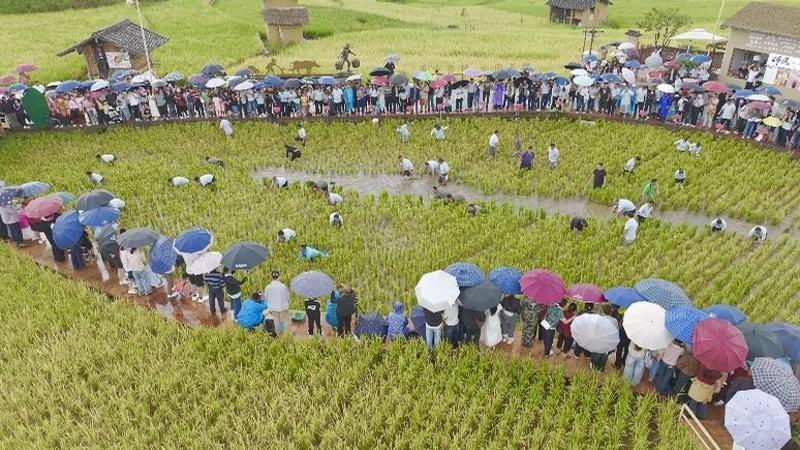 龙陵：农耕游点燃国庆乡村热麻将胡了2试玩模拟器保山(图5)