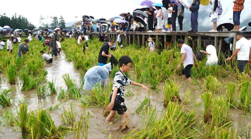 龙陵：农耕游点燃国庆乡村热麻将胡了2试玩模拟器保山(图6)